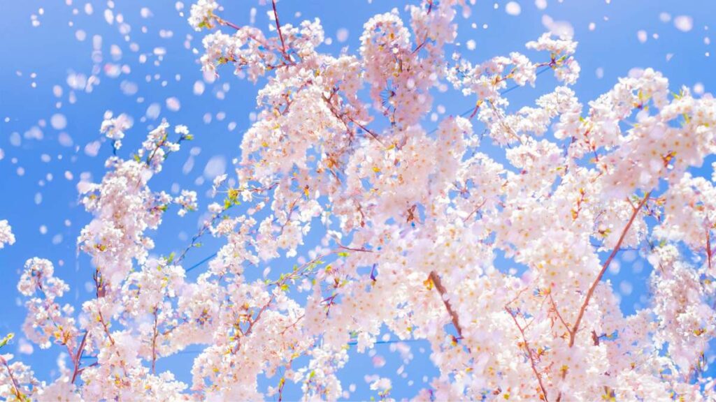 桜の花が咲く枝